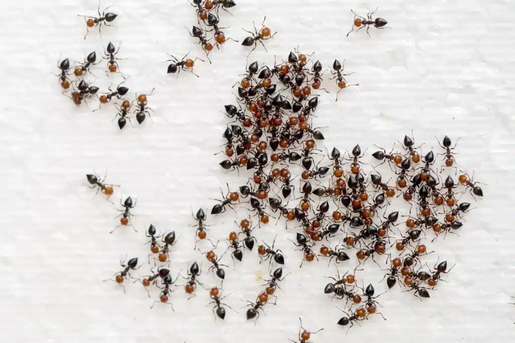 Colony of Ants