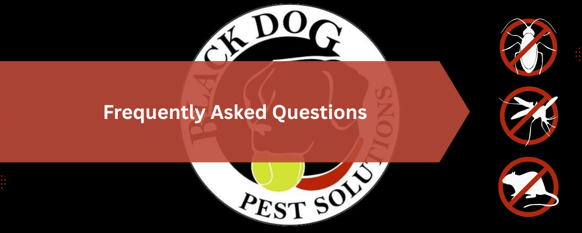 Exterminator for Spiders in Northeast Ohio: Why They Come Inside and How to Keep Them Out 3 Frequently Asked Questions