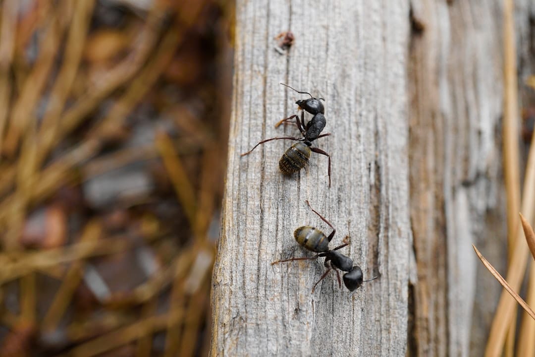 Resources 3 carpenter ant damage signs