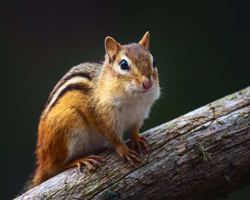 Resources 2 get rid of chipmunks permanently