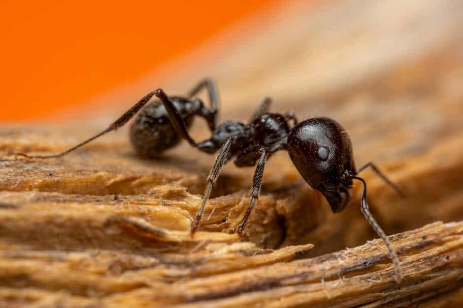 Resources 2 carpenter ants natural removal